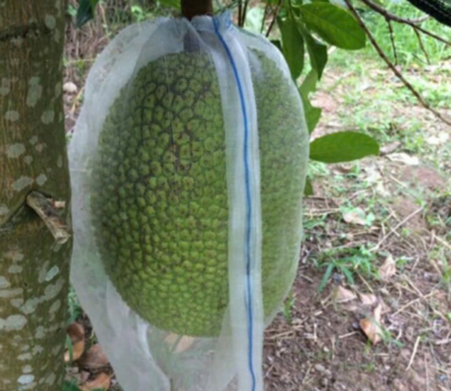  Lưới Bao Trái Mít 