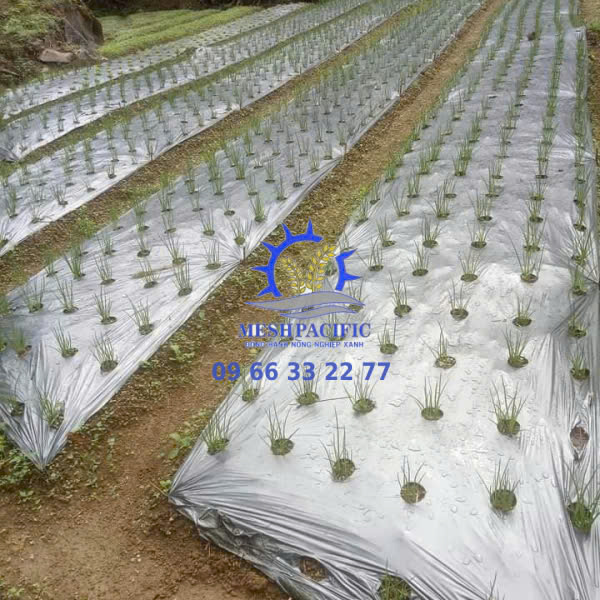 Màng Phủ Nông Nghiệp 16Mic