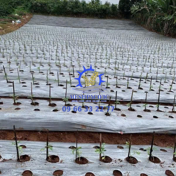 Màng Phủ Nông Nghiệp 13 Mic