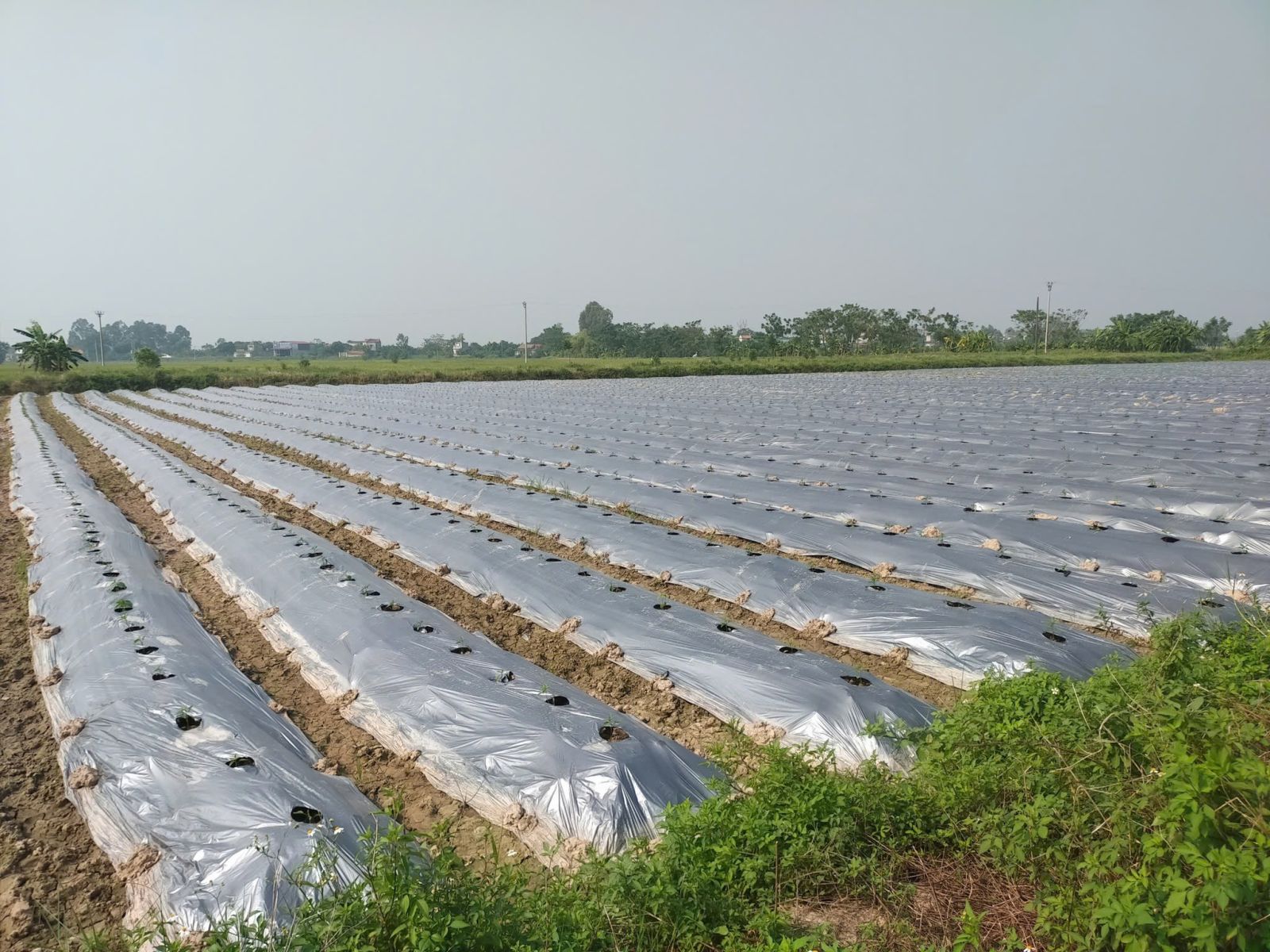 Màng Phủ Nông Nghiệp Khổ 0.6m đến 3m