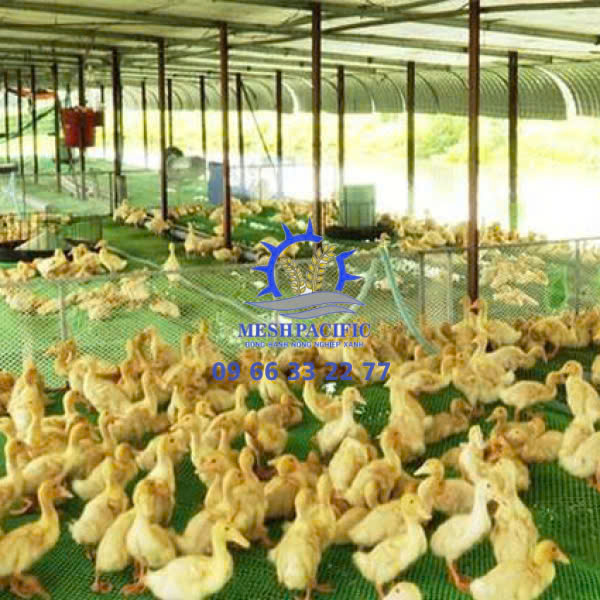 Lưới Sàn Vịt Gà