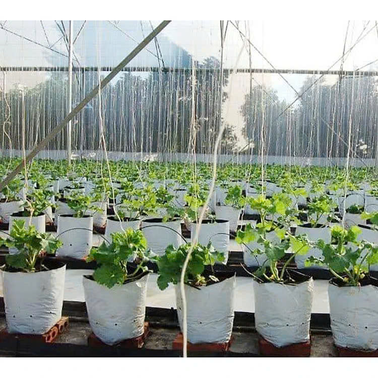 Túi Ươm Cây Giá Rẻ Chất Lượng Cao Cho Vườn Ươm - Meshpacific